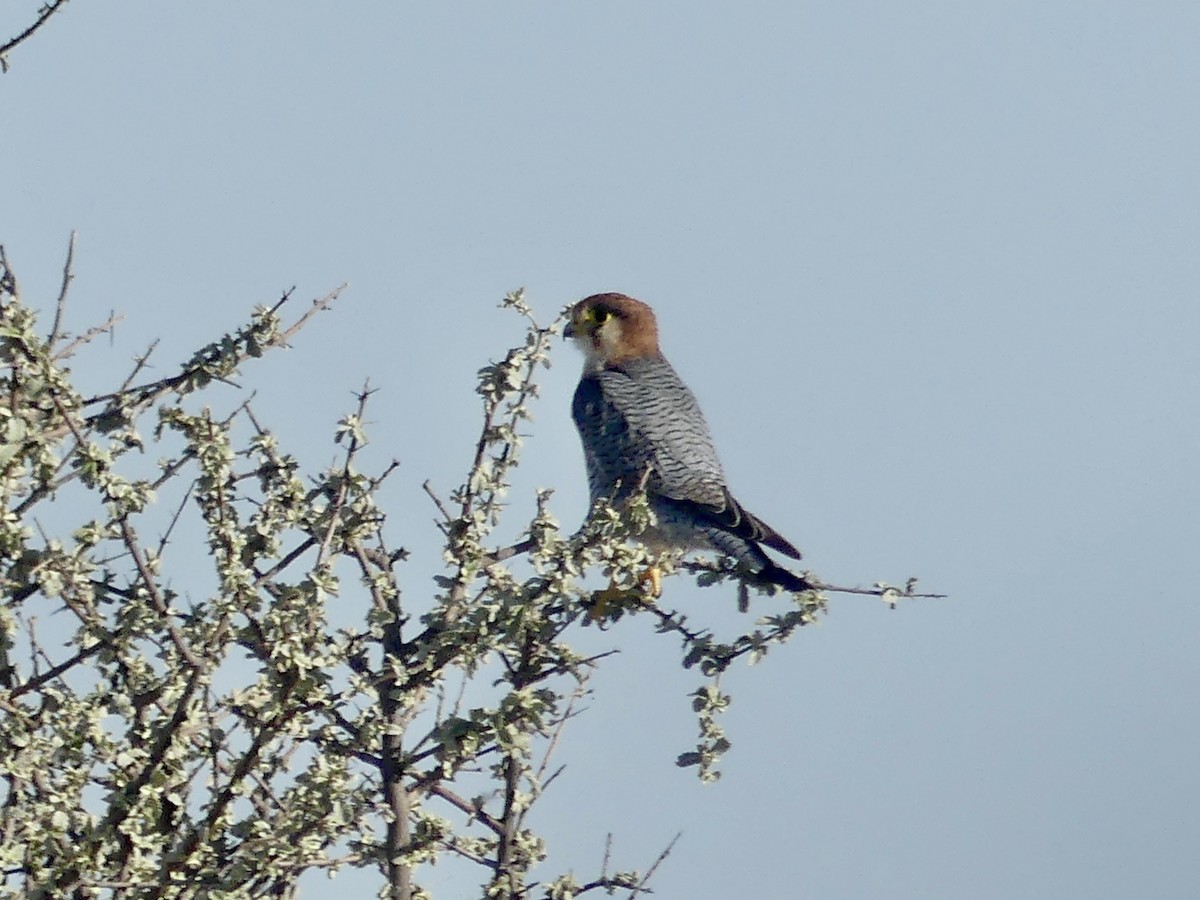 Red-necked Falcon (African) - ML646757016