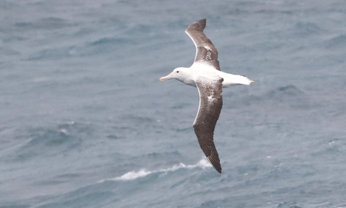 Southern Royal Albatross - ML646757021