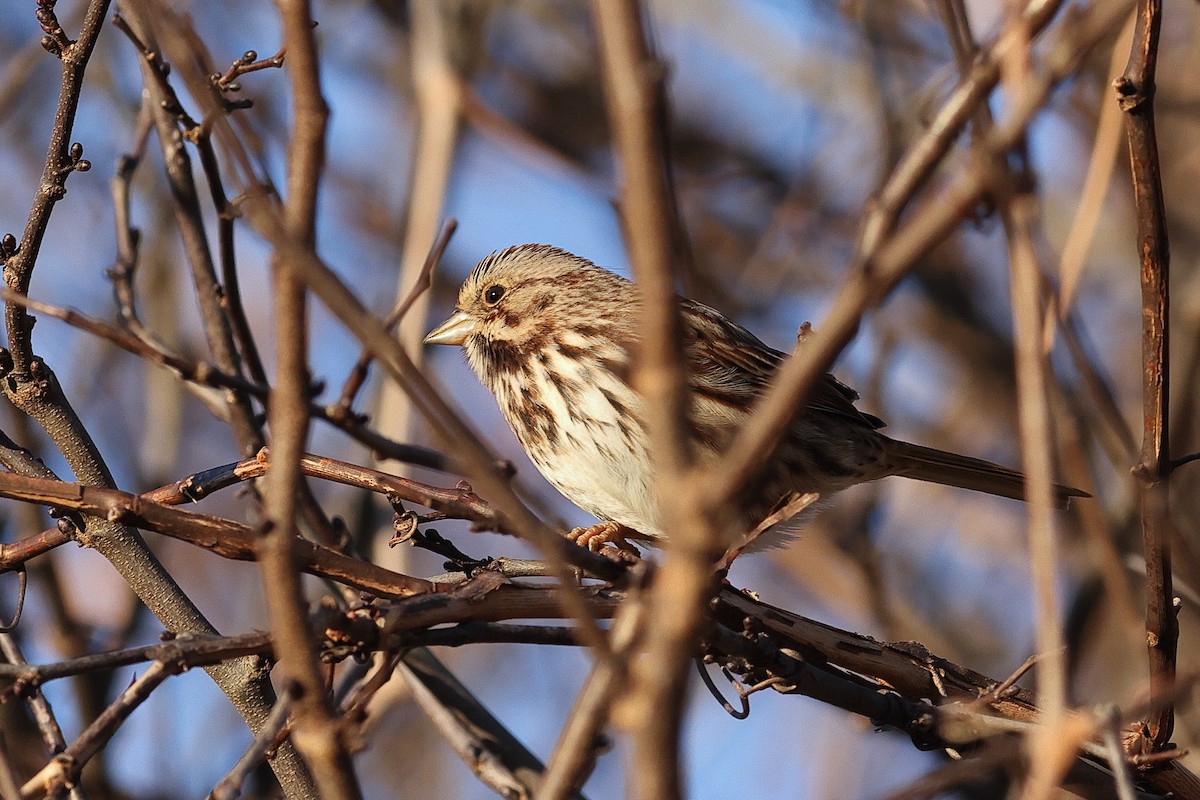Song Sparrow - ML646757022