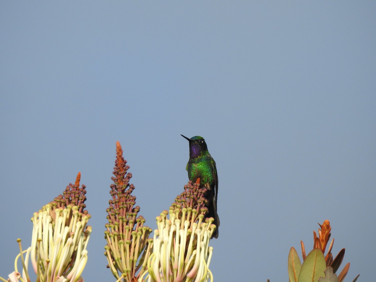 Purple-throated Sunangel - ML646757023