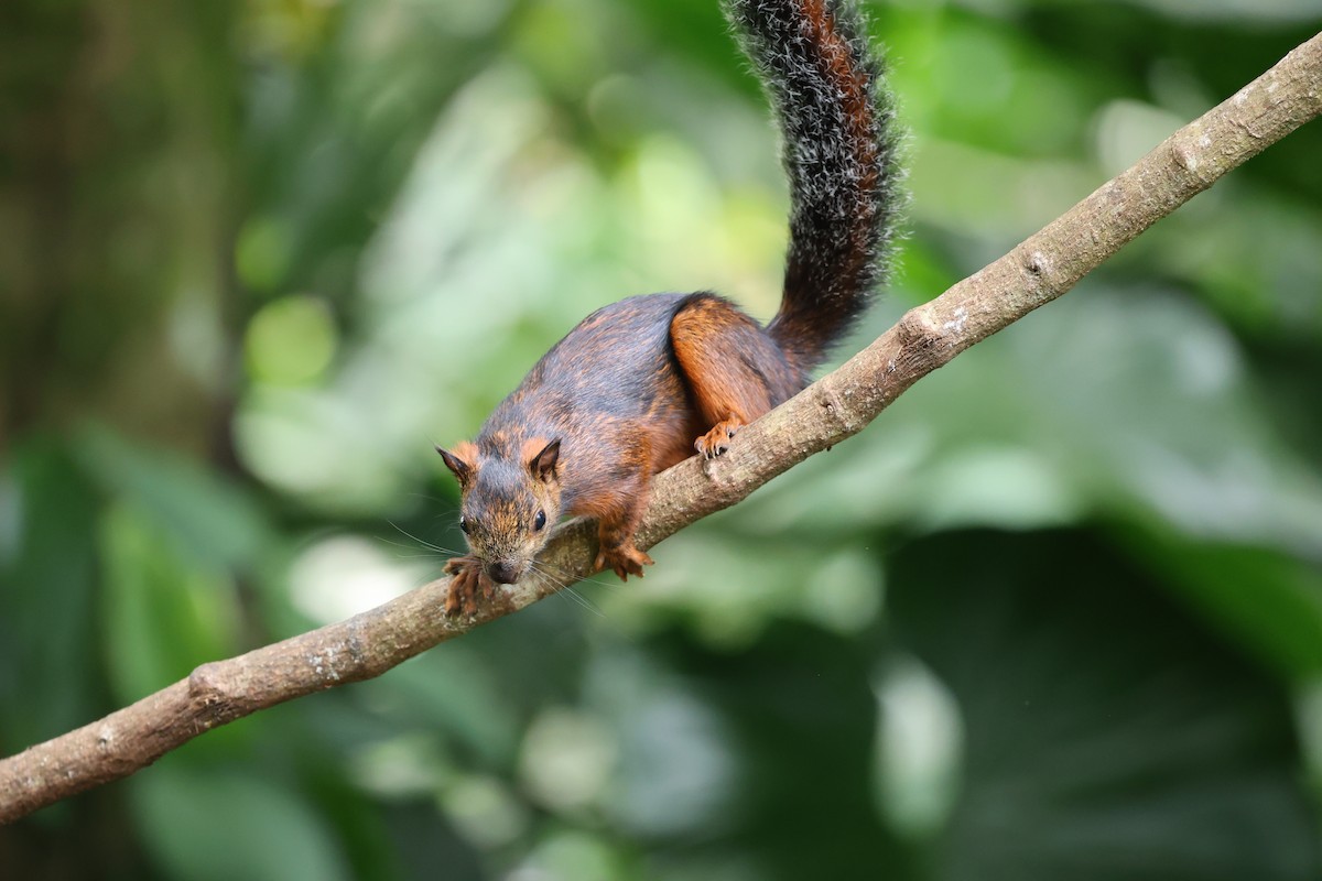 Variegated Squirrel - ML646757025