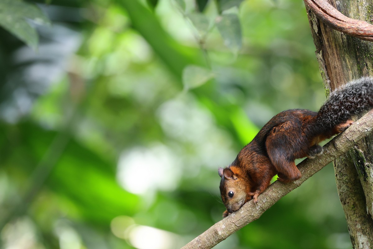 Variegated Squirrel - ML646757026