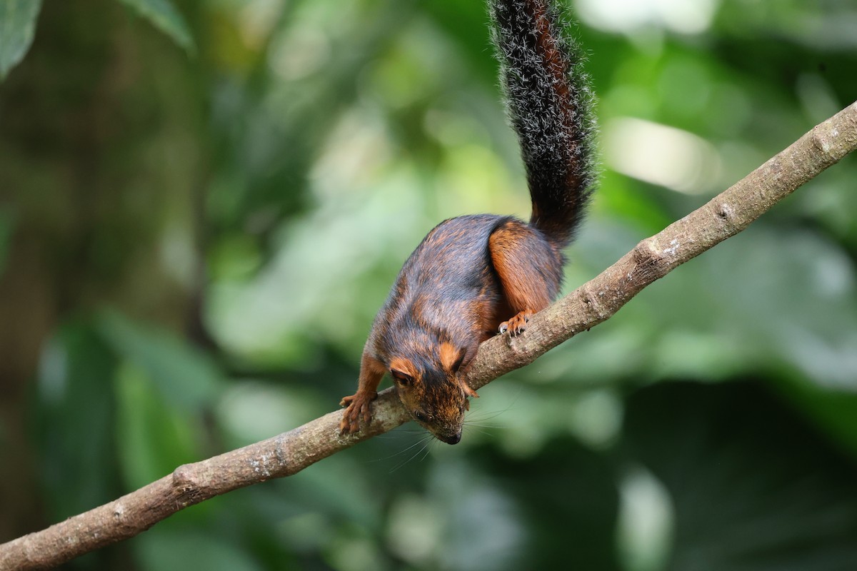 Variegated Squirrel - ML646757027