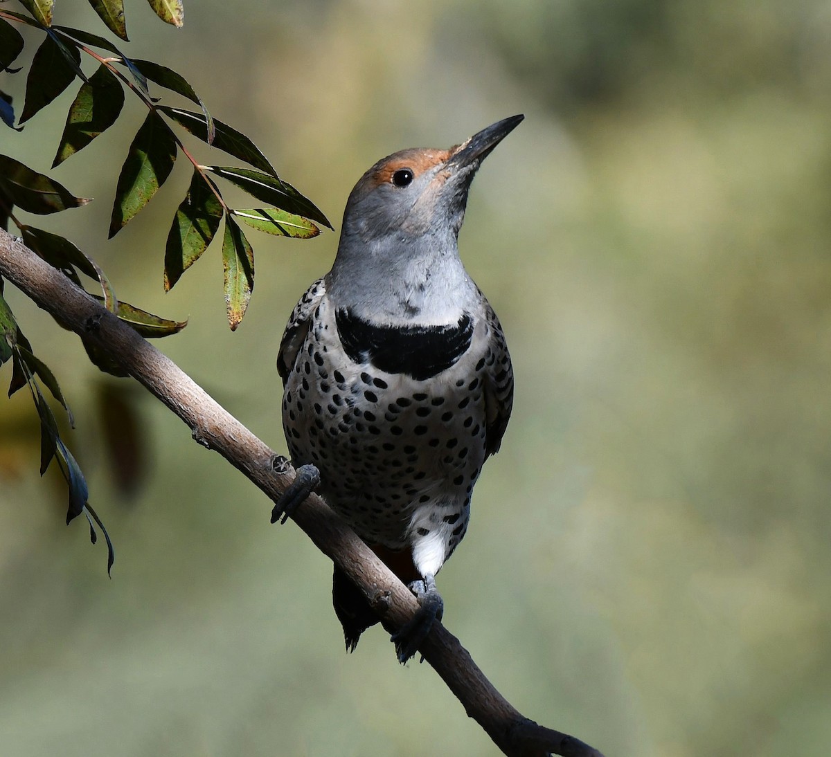 Northern Flicker (Red-shafted) - ML646757028