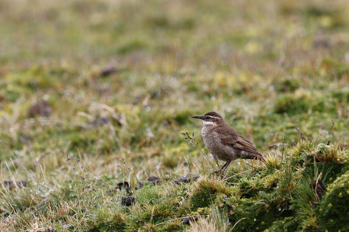 Stout-billed Cinclodes - ML646757029