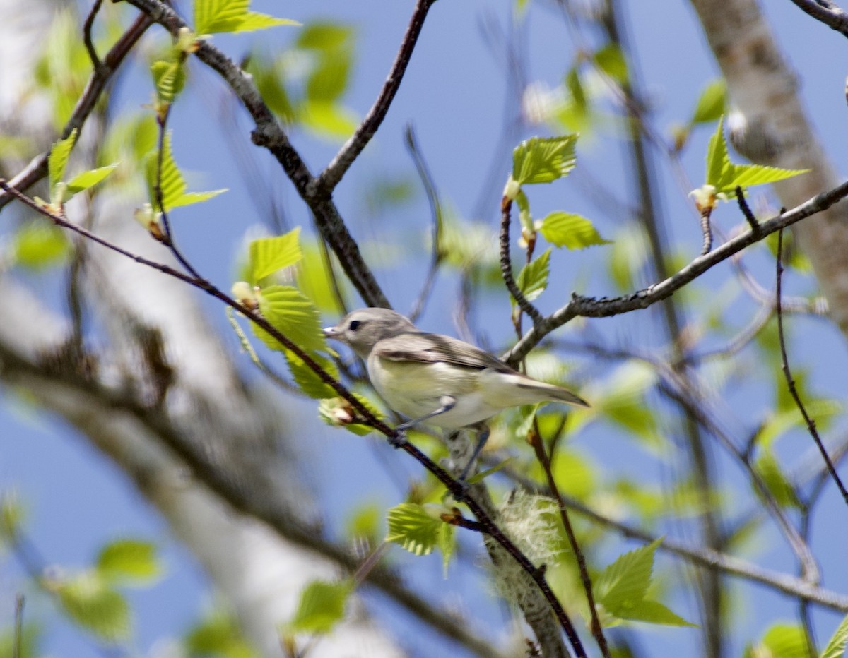 Philadelphia Vireo - ML646757030