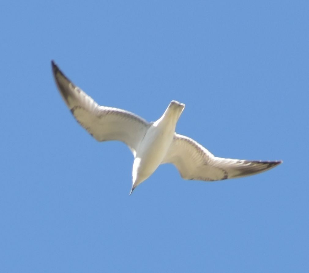 Mediterranean Gull - ML646757037