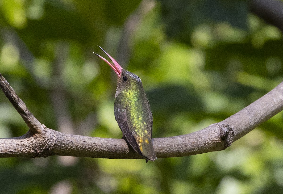 Колібрі-сапфір золотистий - ML646757041