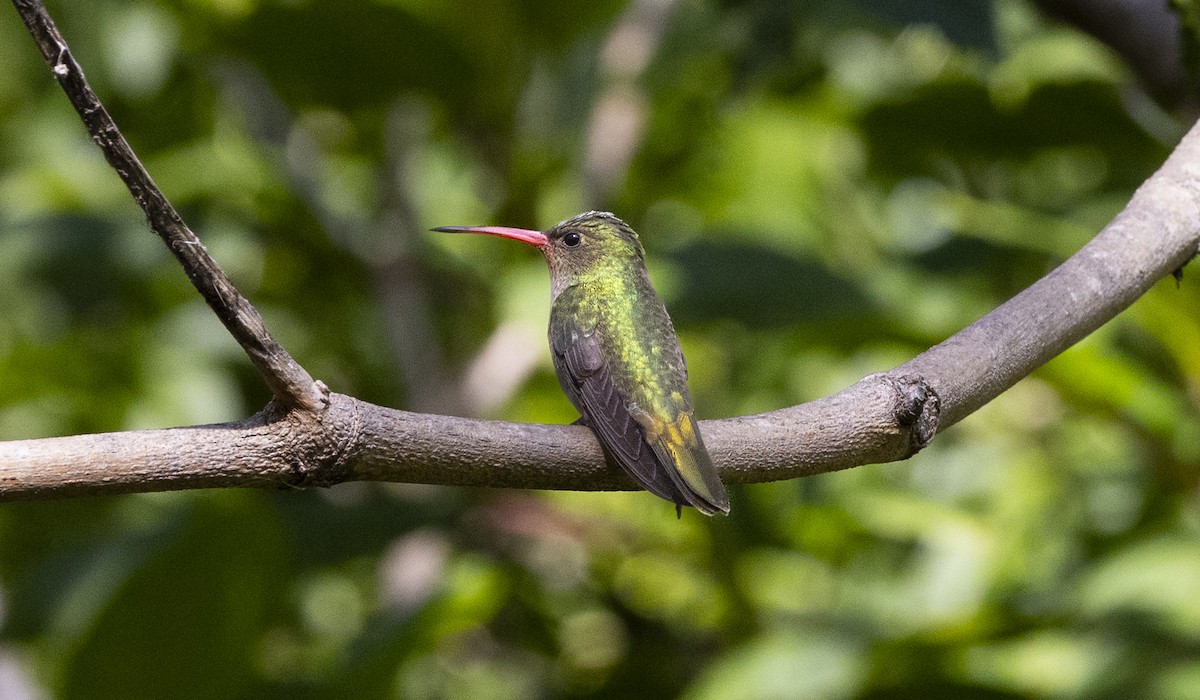 Колібрі-сапфір золотистий - ML646757042