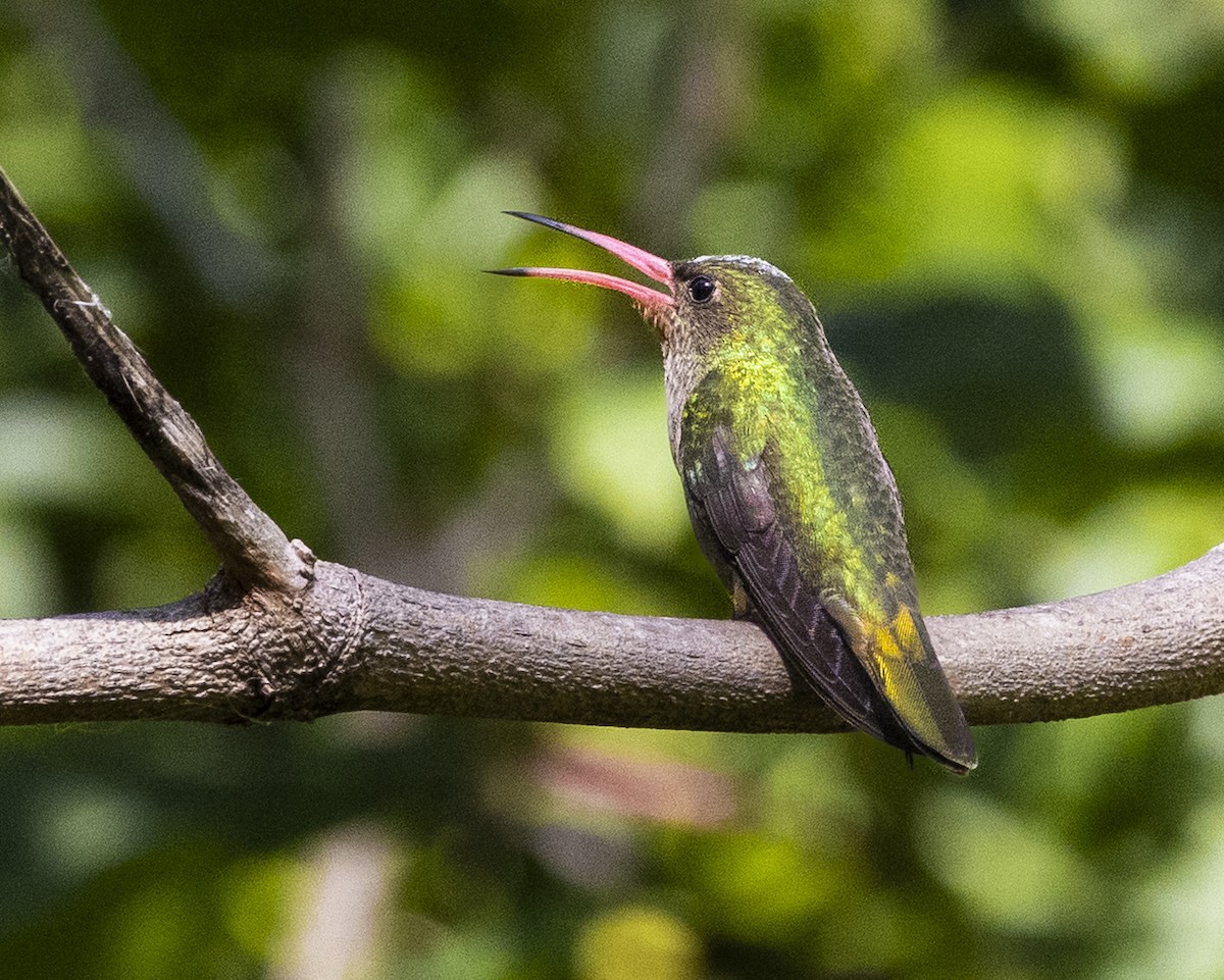 Колібрі-сапфір золотистий - ML646757043