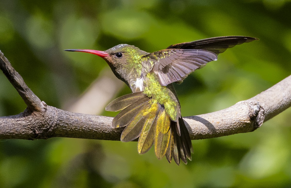 Колібрі-сапфір золотистий - ML646757044