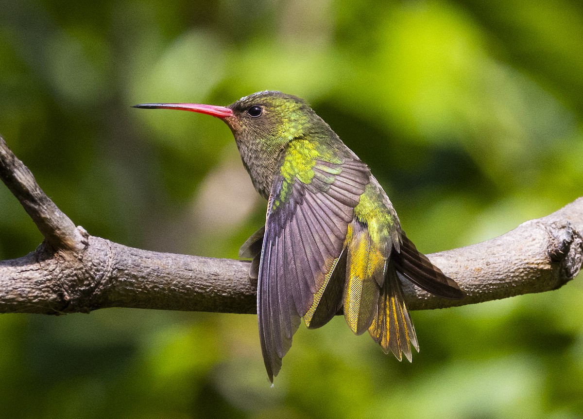 Колібрі-сапфір золотистий - ML646757045