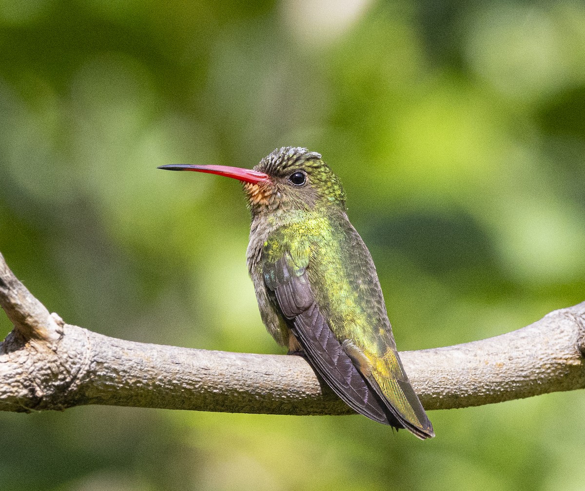 Колібрі-сапфір золотистий - ML646757046