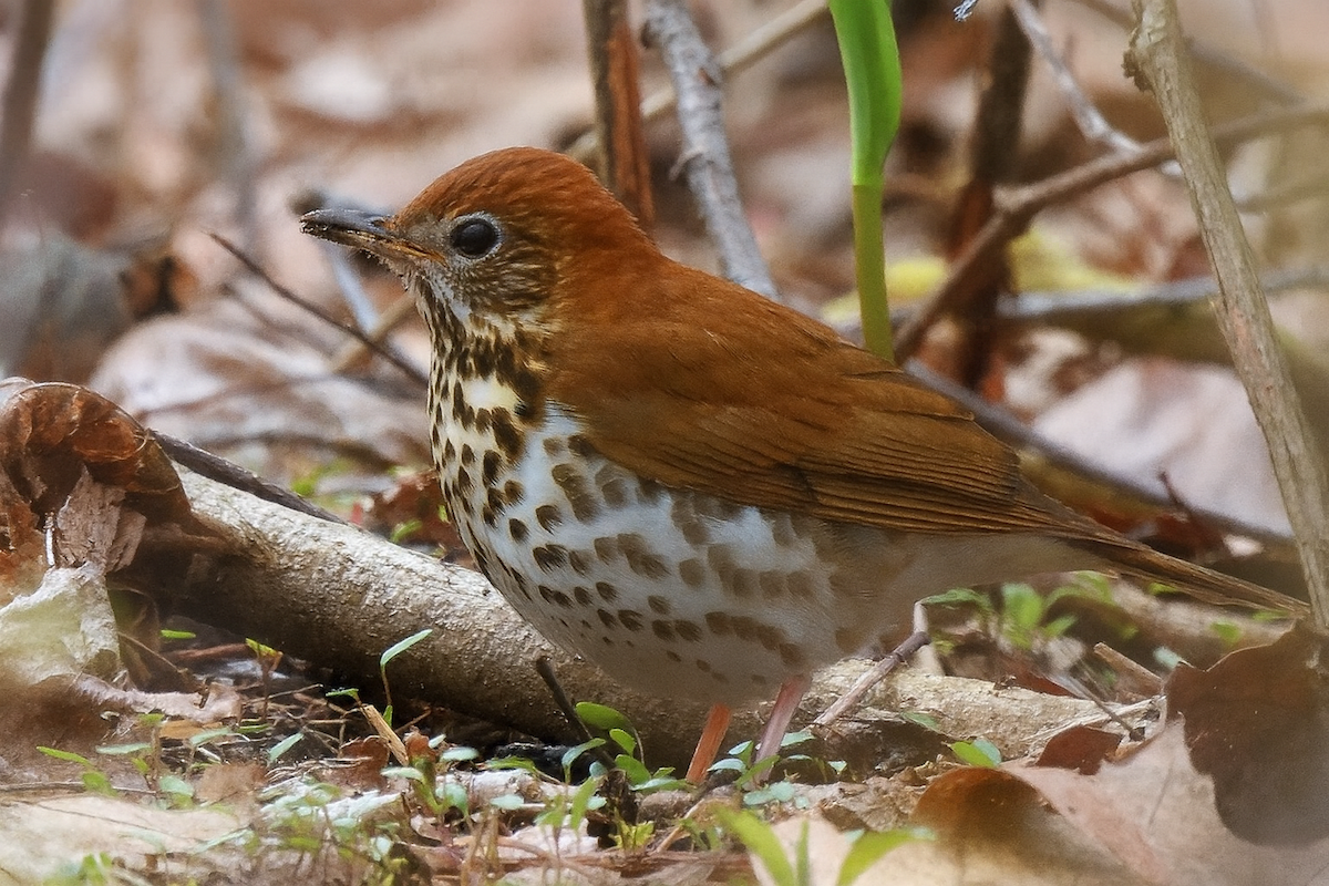 Wood Thrush - ML646757047