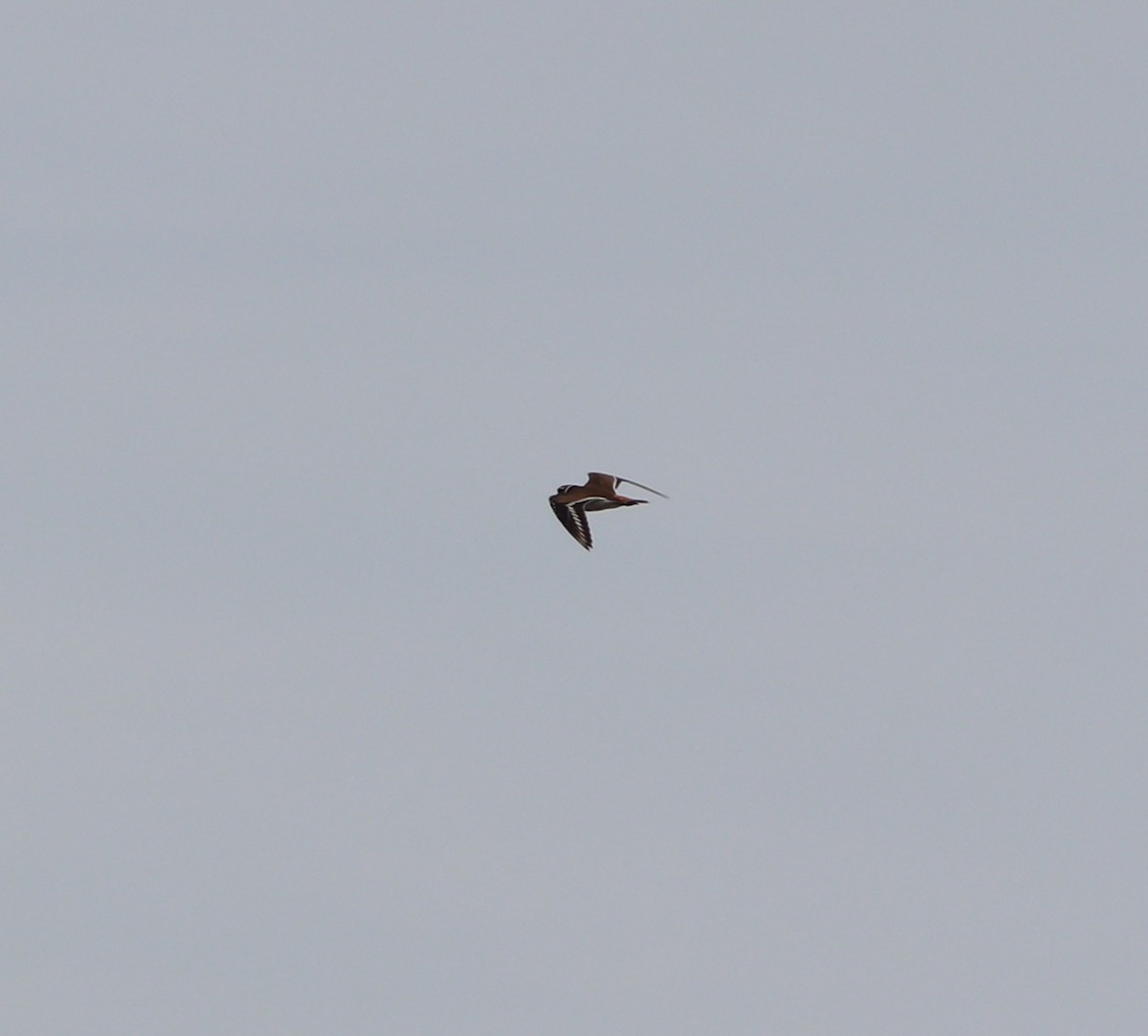 Kildir txirritxoa - ML646757048