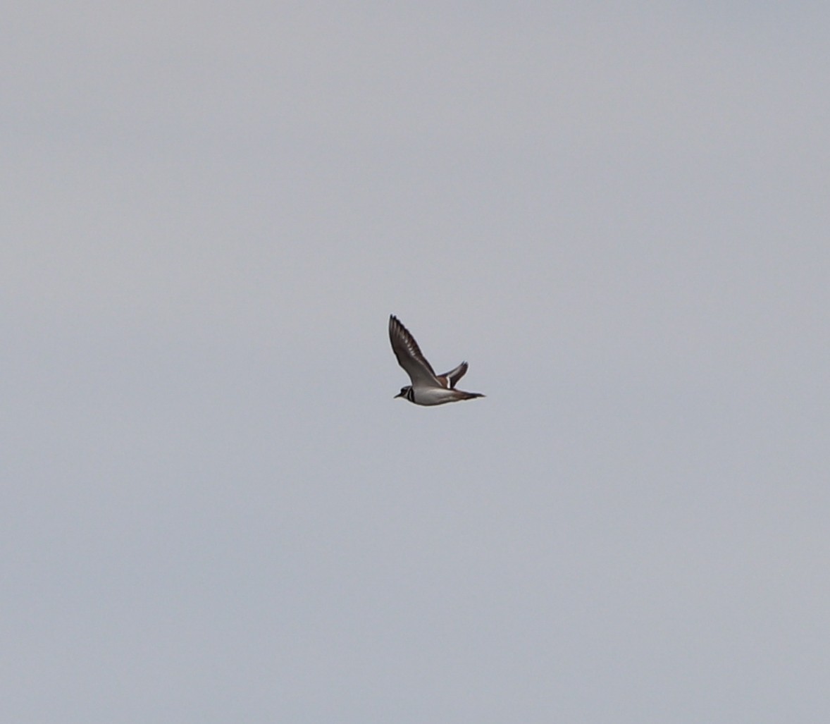 Kildir txirritxoa - ML646757049