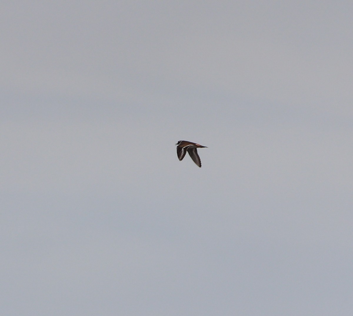 Kildir txirritxoa - ML646757050