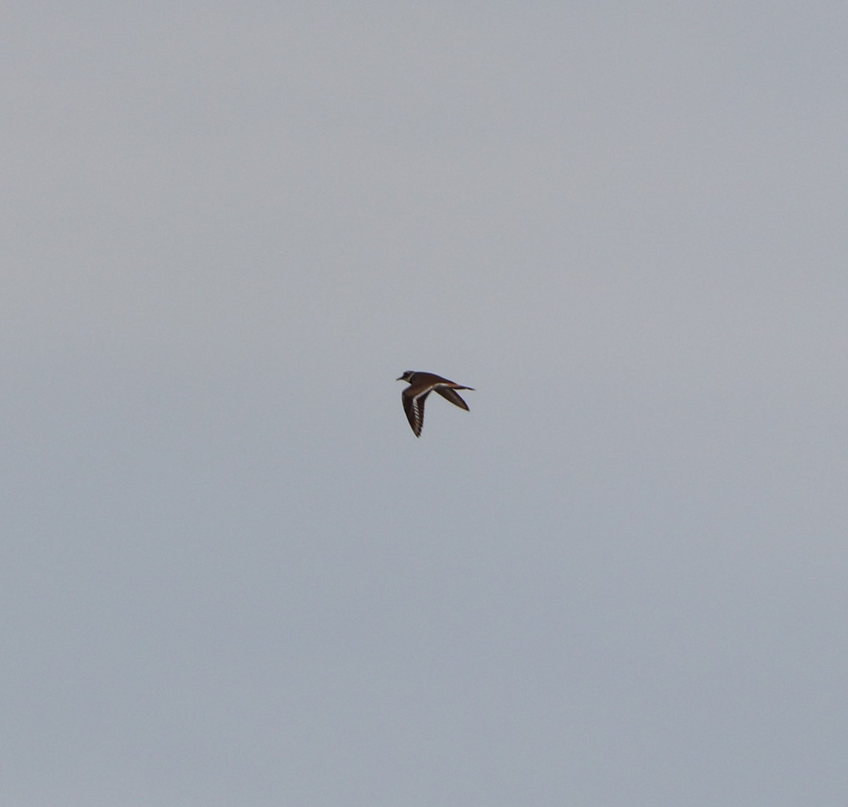 Kildir txirritxoa - ML646757051