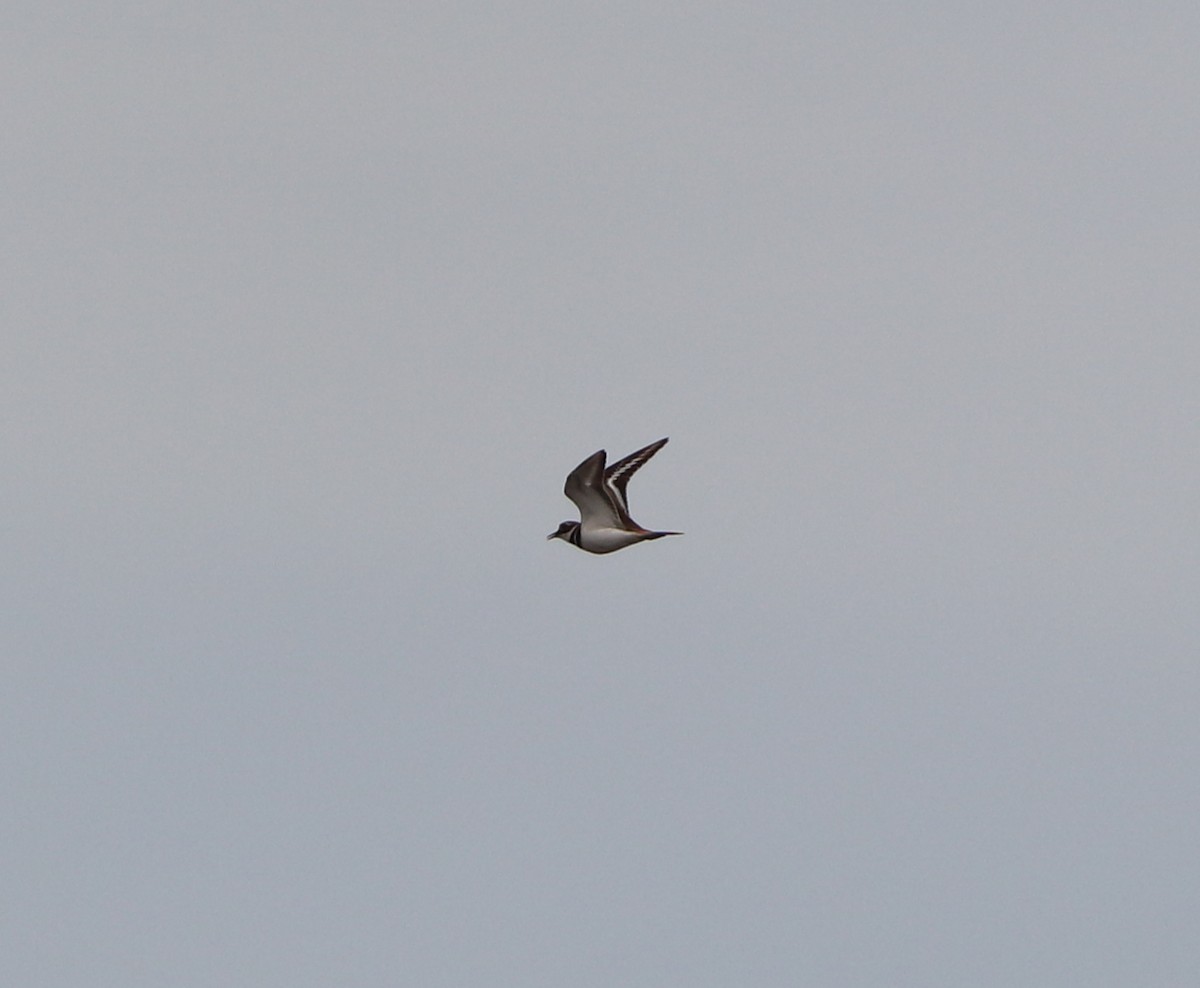 Kildir txirritxoa - ML646757052