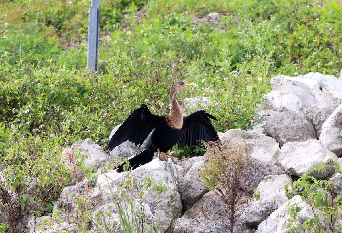 Anhinga amerikarra - ML646757056