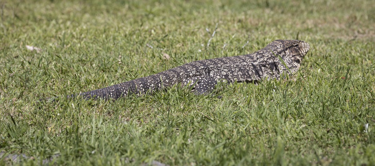 Animals - ML646757057