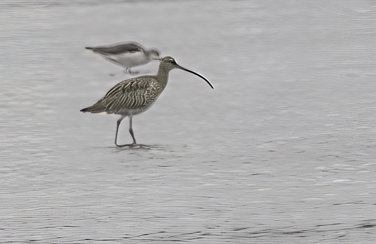 Eurasian Curlew - ML646757060