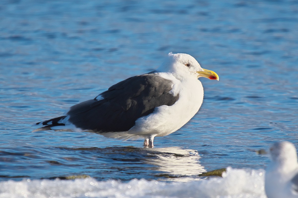 Great Black-backed Gull - ML646757063