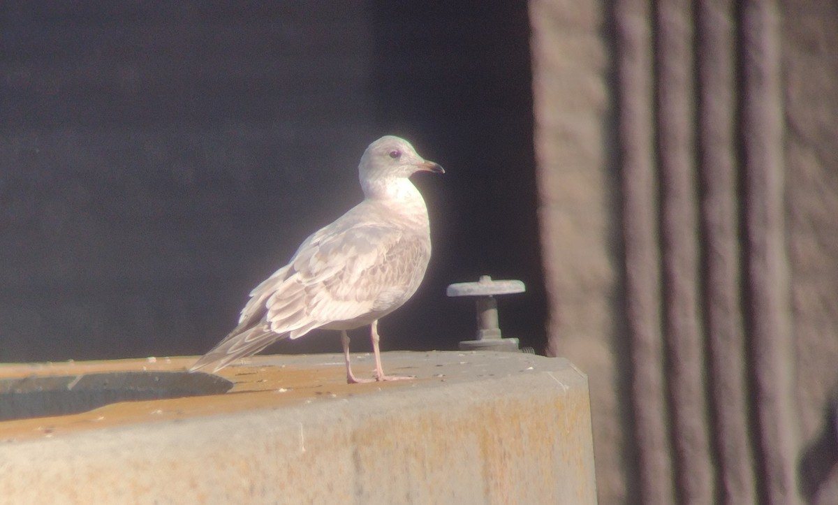 Short-billed Gull - ML646757064