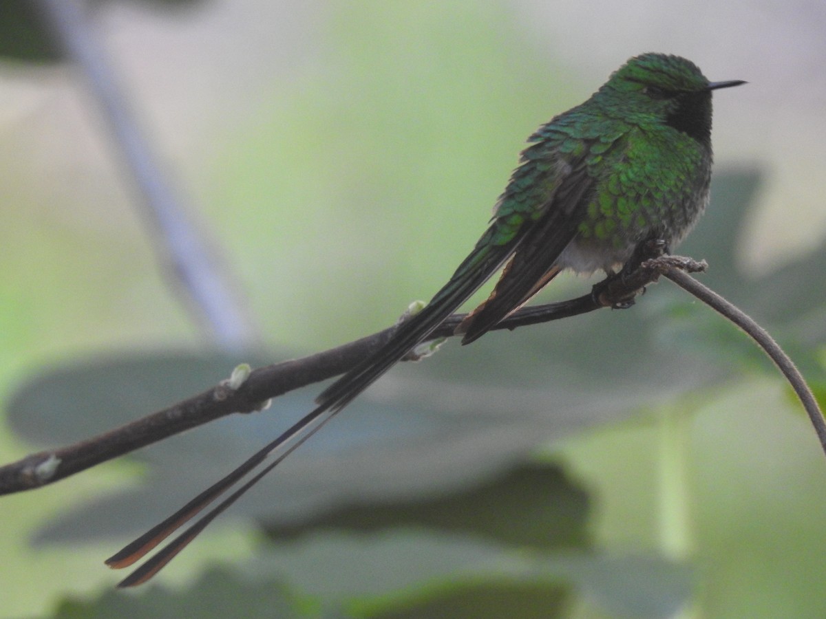 Green-tailed Trainbearer - ML646757077