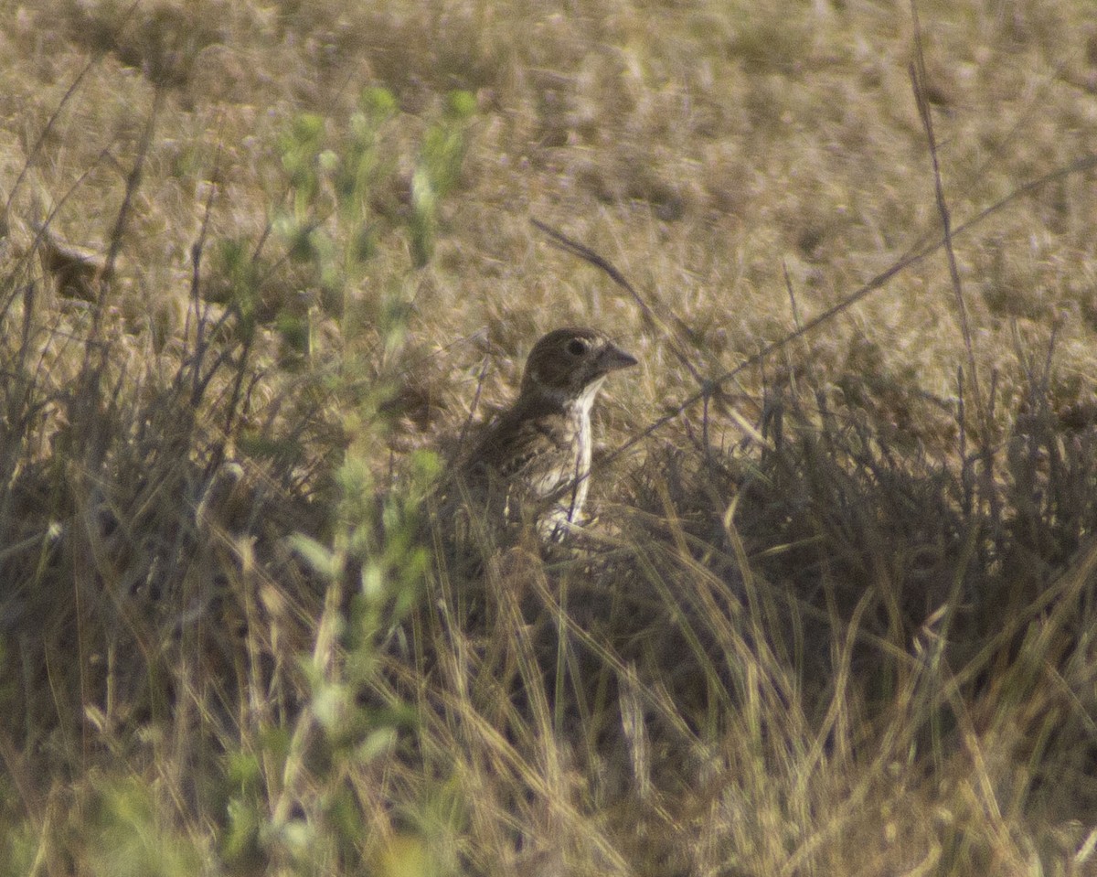 Lark Bunting - ML646757078