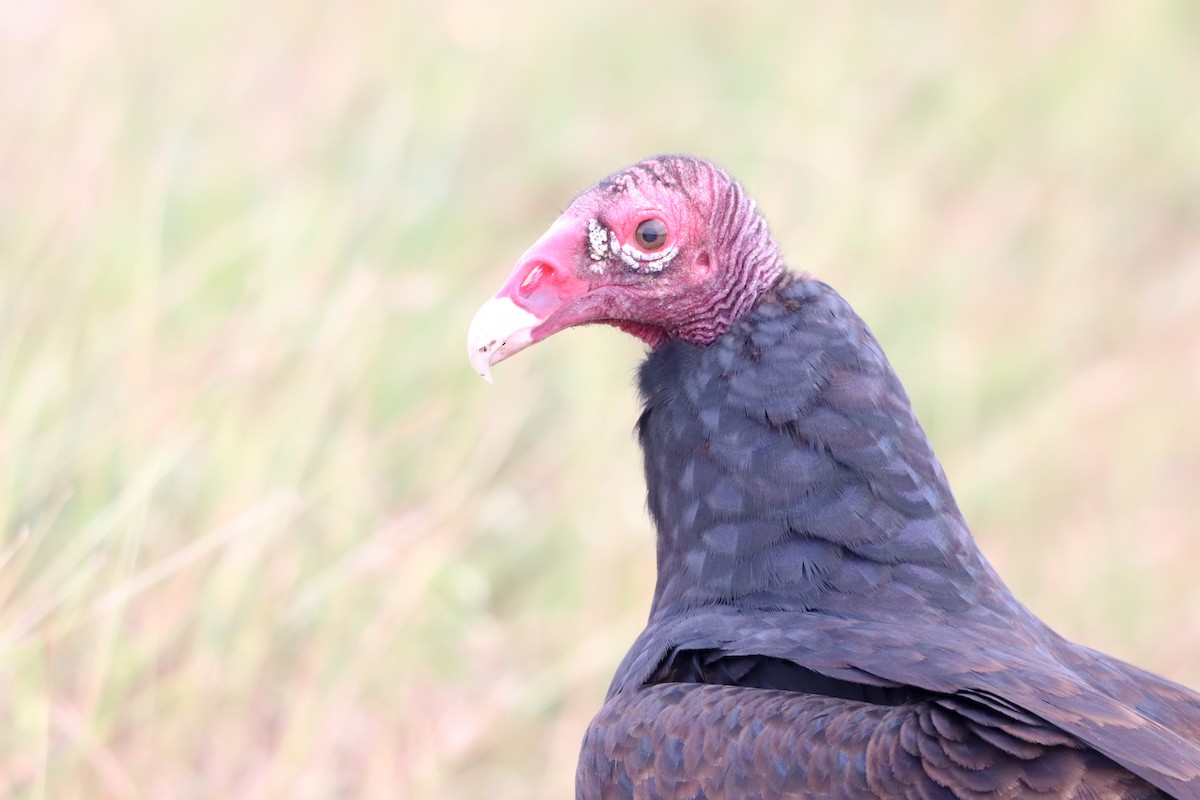 Turkey Vulture - ML646757079