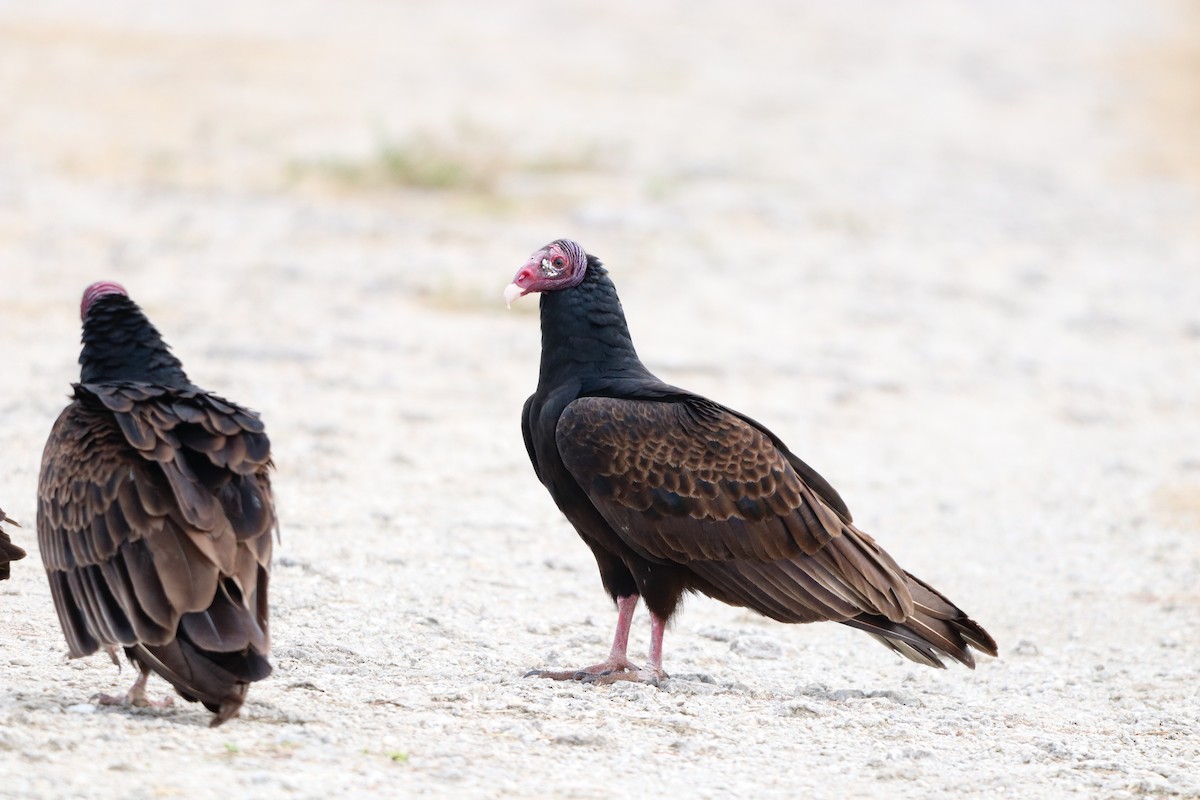 Turkey Vulture - ML646757080