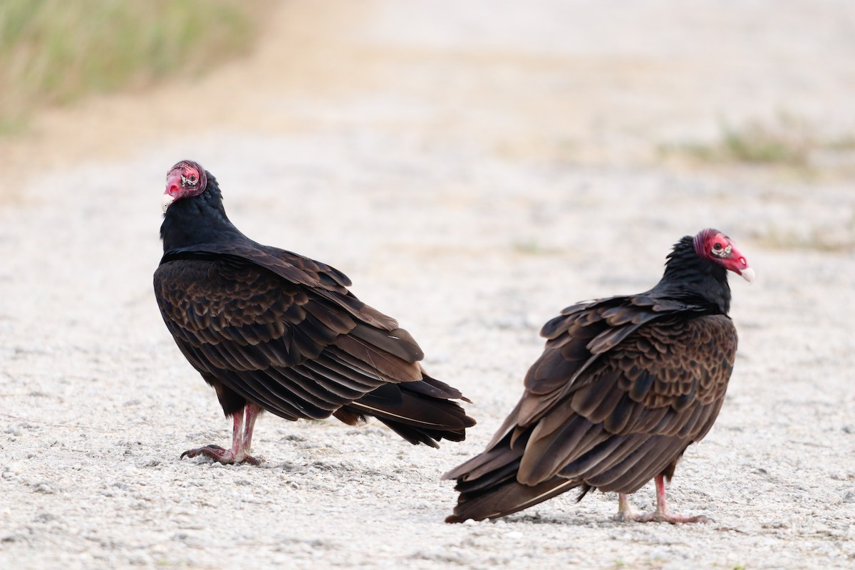 Turkey Vulture - ML646757081
