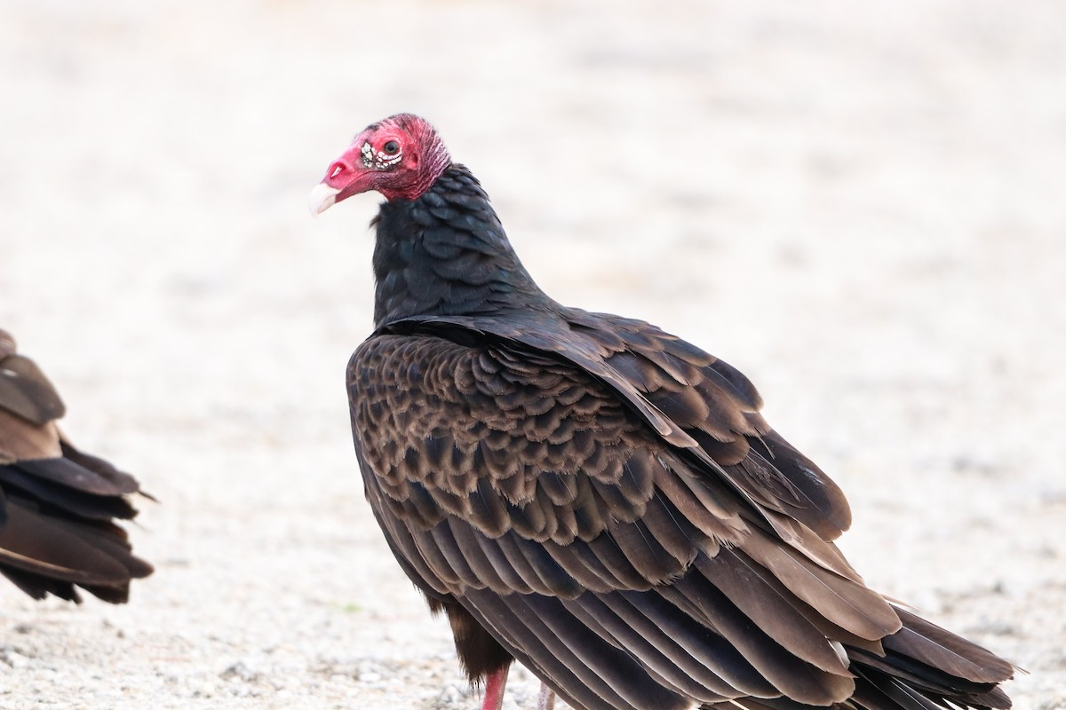 Turkey Vulture - ML646757082