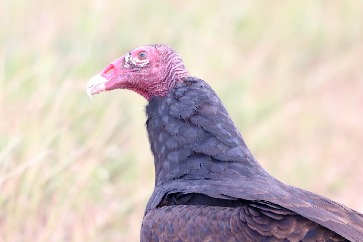 Turkey Vulture - ML646757084