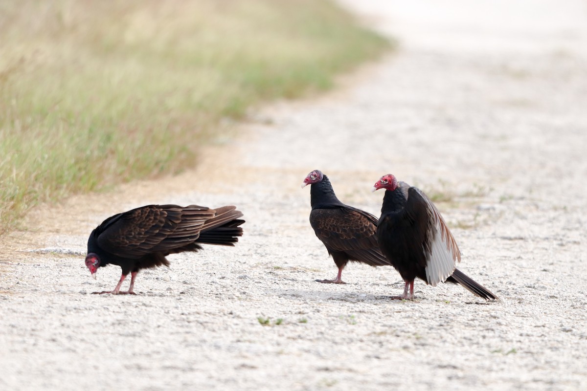 Turkey Vulture - ML646757085
