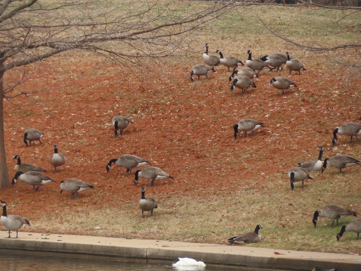 Barnacla Canadiense Grande - ML646757091