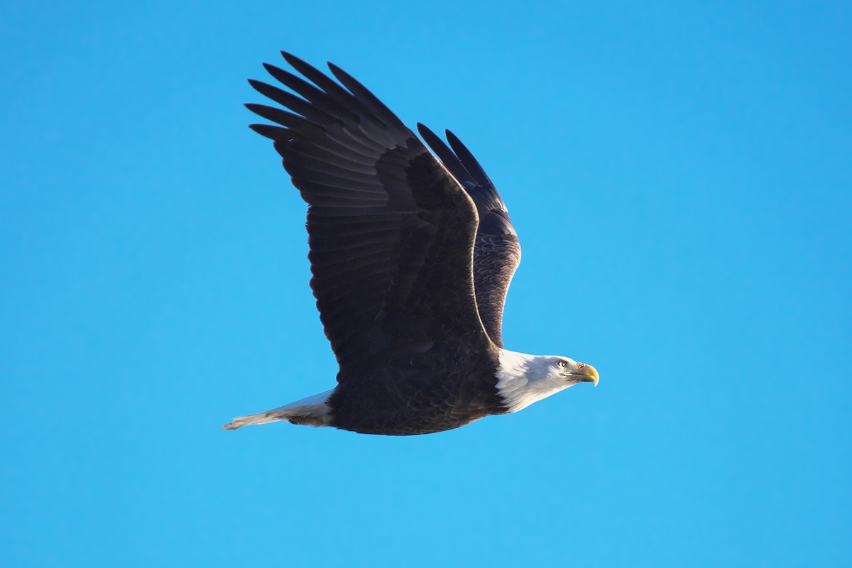 Weißkopf-Seeadler - ML646757092