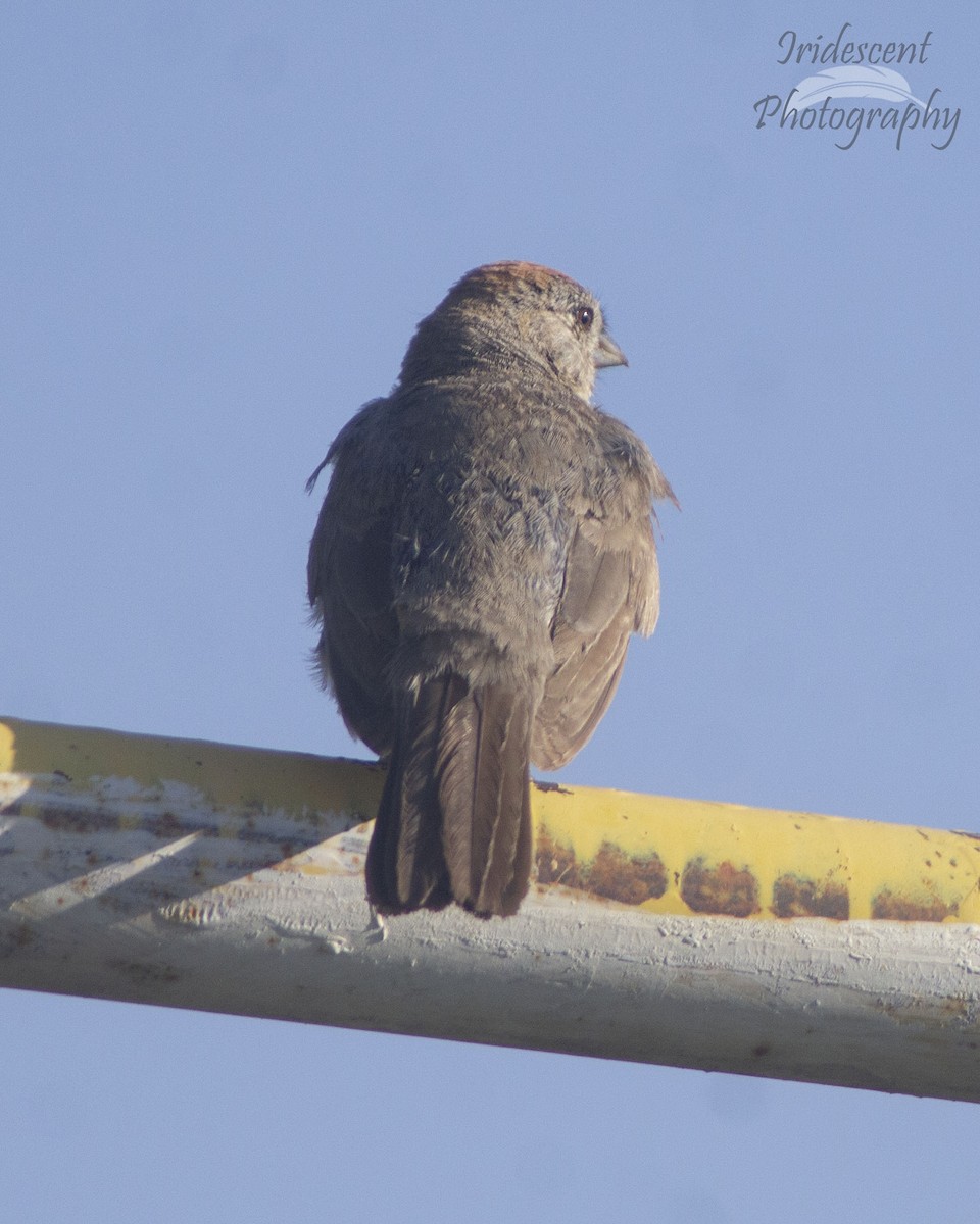 Canyon Towhee - ML646757095