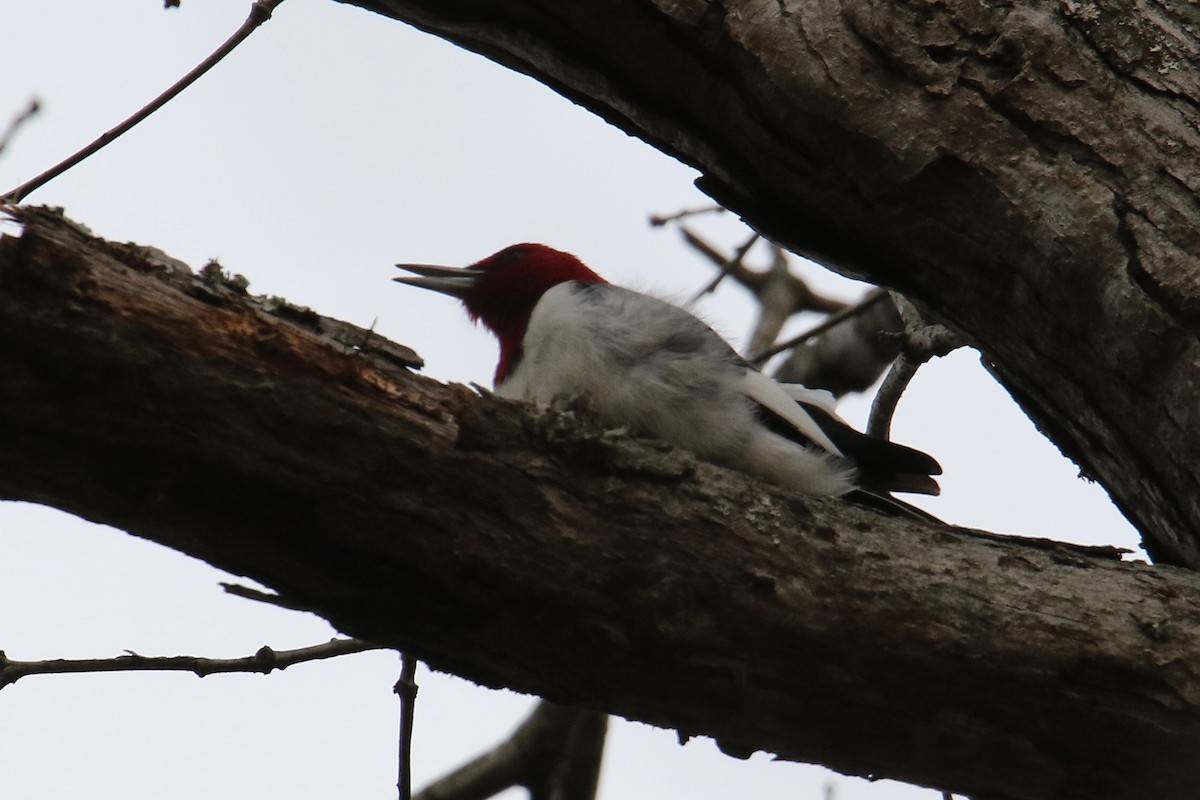 Красноголовый дятел - ML646757102