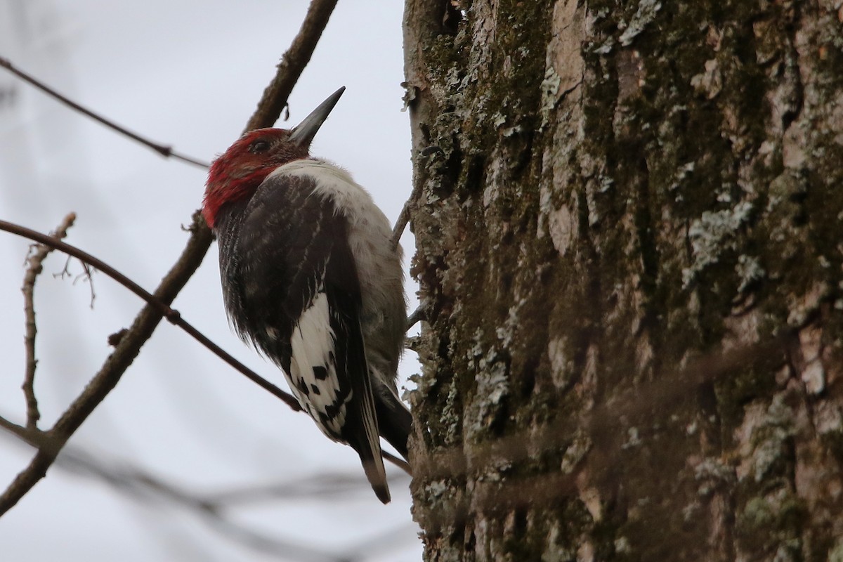 Красноголовый дятел - ML646757103