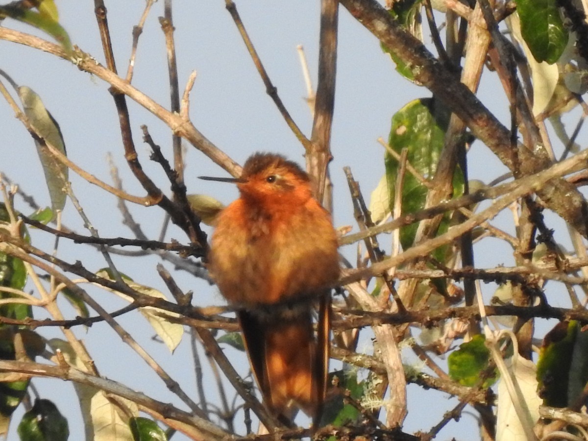 Shining Sunbeam - ML646757106