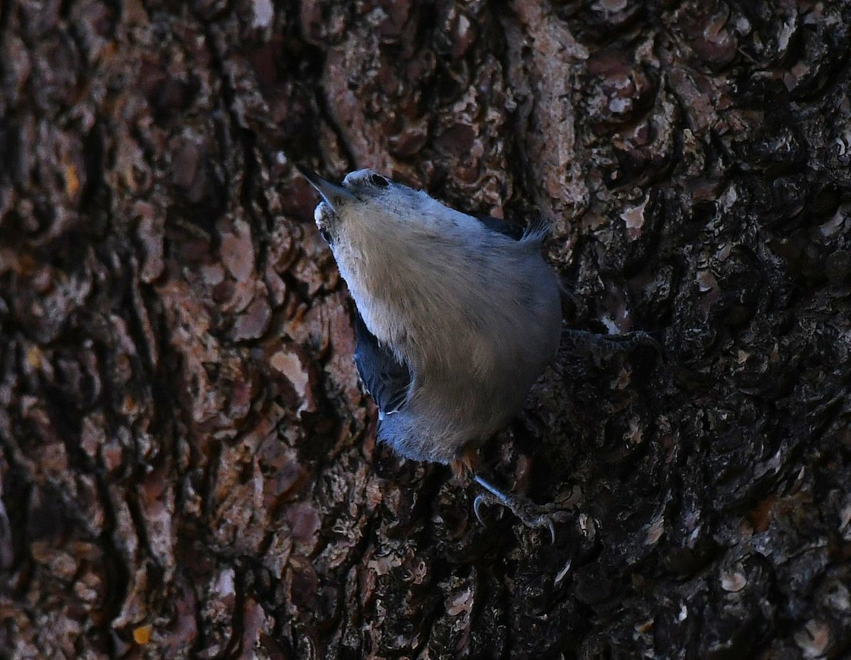 White-breasted Nuthatch - ML646757107