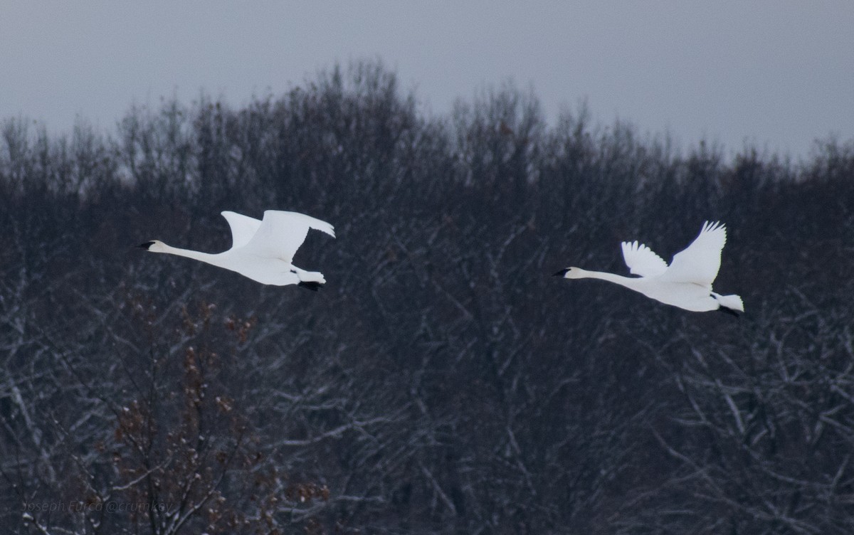 Trumpeter Swan - ML646757108