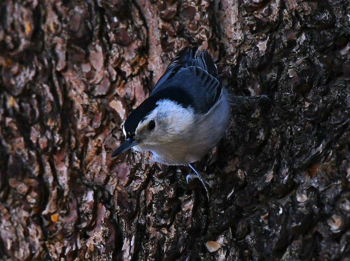 White-breasted Nuthatch - ML646757110