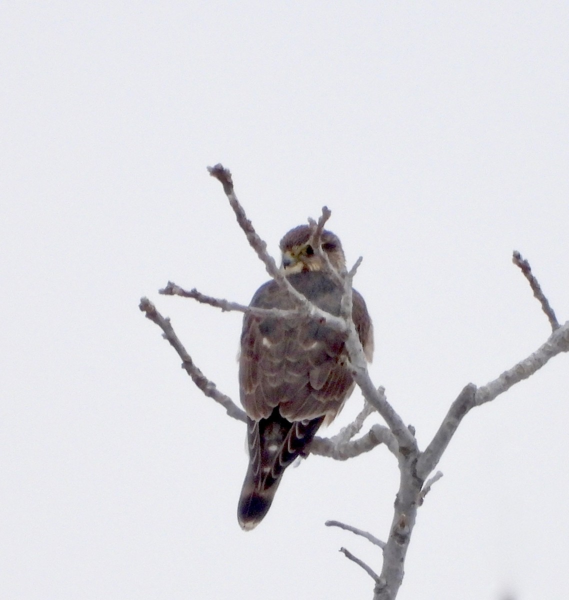 Belatz txikia - ML646757112