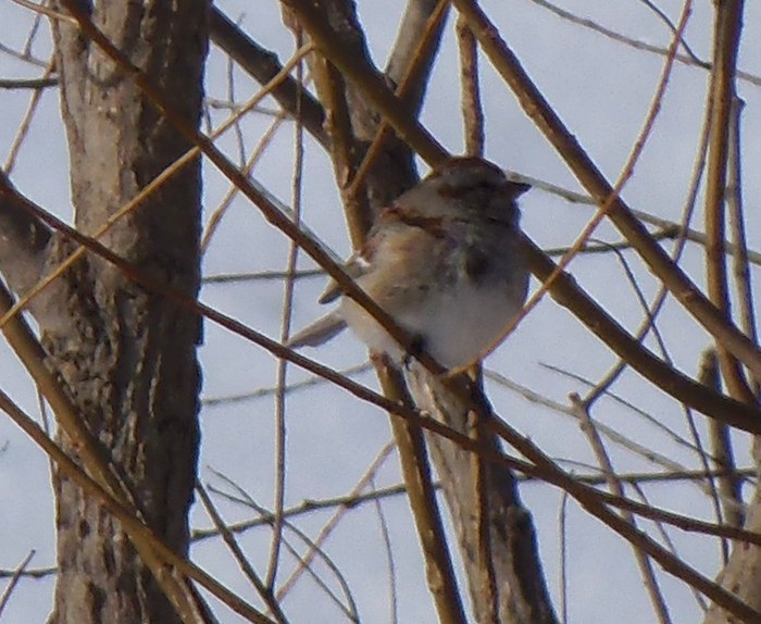 ムナフヒメドリ - ML646757113