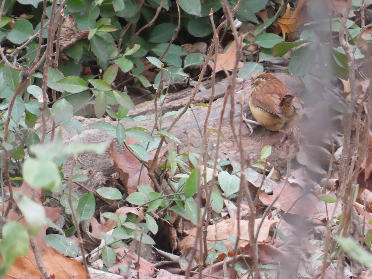 Cucarachero de Carolina - ML646757114