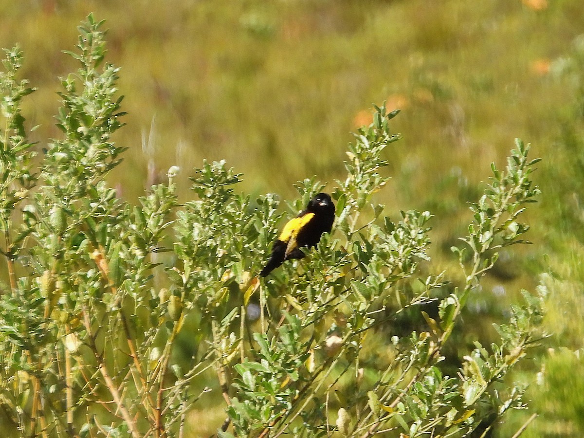 Yellow Bishop (Yellow) - ML646757116