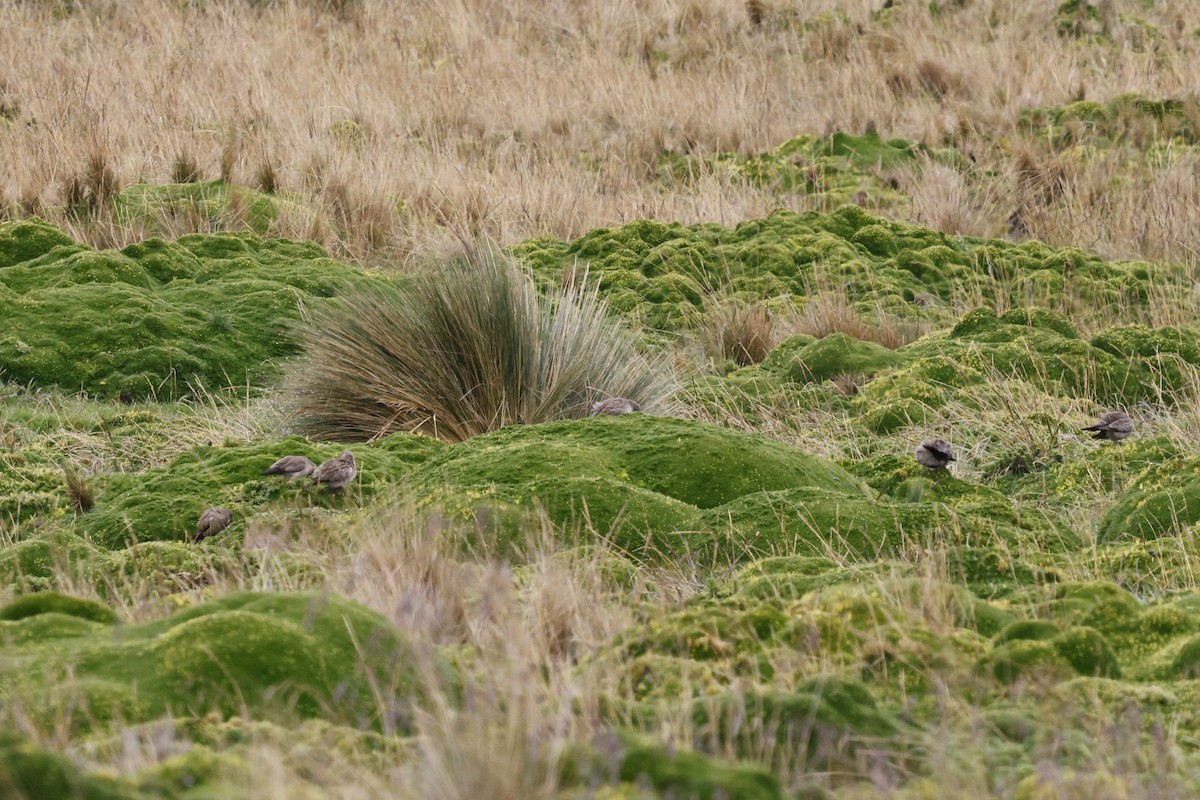 Plain-capped Ground-Tyrant - ML646757117